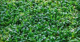 Those who love the color green can even use these carpets to beautify their house in a natural manner. Carpet Grass Care Learn Tips On Growing Axonopus