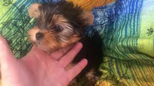 It is a 501c3 non profit organization started in 200. Oregon Made Yorkies Home Facebook
