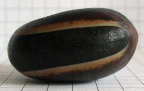 Image result for Macrotyloma ellipticum