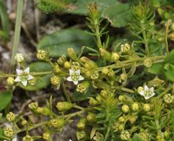 Image result for Santalaceae