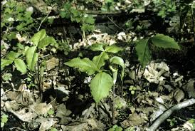 Image result for Arisaema mildbraedii