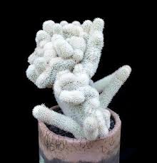 See the company profile for cactus, inc. Show Plants Skyviewsucculents Cactus Cacti And Succulents Plants