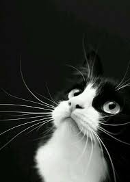Black And White Kitty Pictures Black White Cats White Cats Crazy Cats