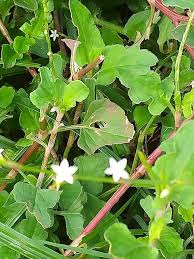 Image result for Oxygonum