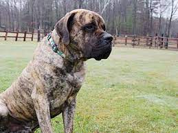 American Mastiff Mastiff X Anatolian Shepherd Dog American Mastiff Mastiffs Anatolian Shepherd Dog