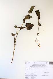 Image result for Emilia abyssinica