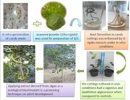 Image result for Ulva rigida