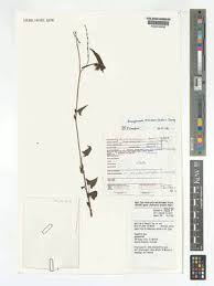 Image result for Fagopyrum snowdenii