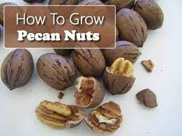 How To Grow Pecans Pecan Tree Pecan Pecan Nuts