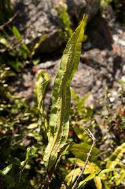 Image result for Oleandra distenta