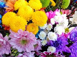 With all the choices available, you're sure to find something which suits your mums' taste perfectly. What Chrysanthemums Mean And When They Make The Best Gifts