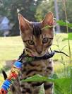 Bengal Cat for sale - Pedigree Hypoallergenic Bengal Cats ...