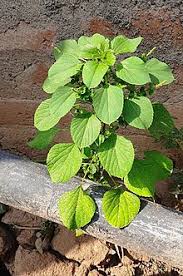 Nggak tau tapi enak ya. Acalypha Indica Wikipedia