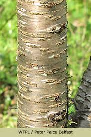 The stones have been found in deposits at bronze age settlements throughout europe, including in britain. Bbc Northern Ireland Gardeners Corner Terrific Trees