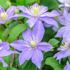 Check spelling or type a new query. Clematis Justa Deciduous Blue Flowering Climbing Vine Shrub Ebay