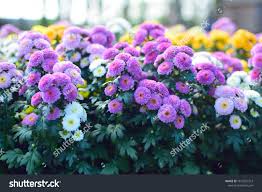 Beautiful Of Spring Chrysanthemum Flowers With Green Leaves Under Sunlight In The Garden On Blurred N Chrysanthemum Flower Indoor Flowering Plants Green Leaves