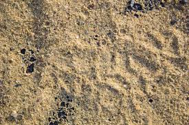 Check spelling or type a new query. Texture Of The Earth With Grass Cobblestones Stones Mountain Landscape Steppe Forest Steppe Stock Photo Image Of Dirt Forest 134410782