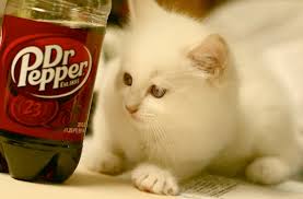 See more ideas about adoption, ragdoll cat, cats. Untitled Document