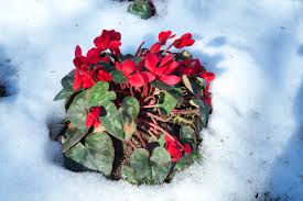 Trova immagini stock hd a tema design natalizio in vettoriale. Fiori Invernali Quali Sono I Piu Noti E Come Coltivarli