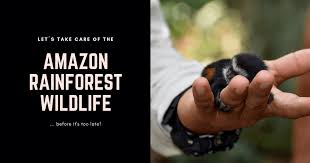 It extends for 3,000 mi (4,828 the amazon rainforest is considered a resource for the entire world, in part because of the plant life that more animals and plants are found within the amazon rainforest than in the rest of the world. 10 Endangered Species Of Amazon Rainforest Wildlife