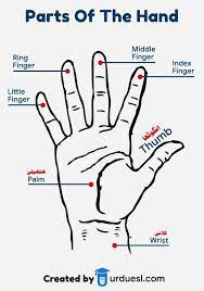 In this lesson, you will learn the human body parts name in urdu and english with their pictures. Parts Of Body Names In English And Urdu With Pictures Download Pdf