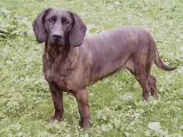 Image result for anglický barvář