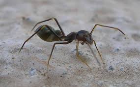 Camel spiders are more correctly known as solifugids (from the latin 'fugitive from the sun'). Ant Mimicry Psychology Wiki Fandom