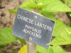 Latinized names offer information about a plant's classification, origins, and characteristics. Plant Names And Botanical Latin Botanical Art Artists