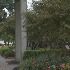 The fall color is a brilliant maroon and the leaves fall to reveal cream to beige bark in winter. Invasive Species Killing Crepe Myrtles In Green Country Ktul