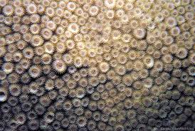 Image result for Ophrestia radicosa