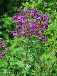 Image result for Vernonia wollastonii