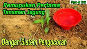 Gulma merupakan pesaing bagi tanaman dalam memperoleh hara. Pemupukan Pertama Tanaman Jagung Youtube