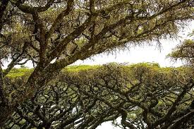 Image result for Acacia borleae