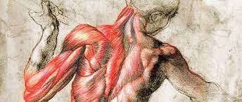 Una xilografia che illustra l'opera di andrea vesalio, de humani corporis fabrica , pubblicata nel 1543 (firenze, biblioteca dei medici). Anatomia Umana Mi Manca Un Pezzo Chi Coordina Tutte Le Funzioni Anatomia Anatomia Artistica Anatomia Humana