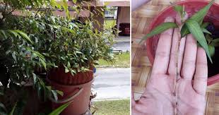 Khasiatnya efektif untuk mengobati mimisan. Cara Tanam Kesum Di Balkoni Tanpa Perlu Siram Impiana