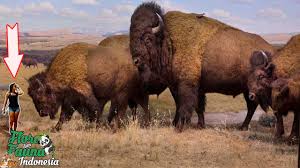 Dan beberapa di antaranya telah terindentifikasi serta dikelompokkan ke dalam suku atau keluarga yang sejenis. Fakta Bison Mamalia Terbesar Dan Terberat Yang Jadi Simbol Amerika Serikat Youtube