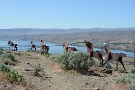 Oct 15, 2016 · 9 stunning places you can see wild horses in nevada. Wild Horse Monument George 2021 All You Need To Know Before You Go With Photos Tripadvisor