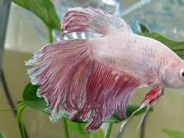 I just bought and treated him with splinded betta's betta fix tonight. Does My Betta Have Fin Rot My Aquarium Club