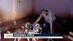 JA 1ª Edição | Abrigo cuida de mais de 200 animais em Goiânia