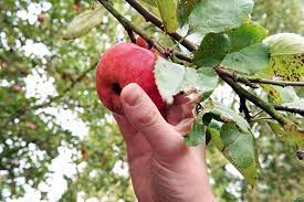 Der zeitpunkt, wann kräuter, essbare blüten, obst oder gemüse am tag geerntet werden, kann auswirkungen auf ihre qualität haben. Mundraub Apfel Ernten Ganz Ohne Zu Saen