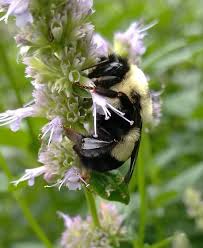 Image result for Buchnera affinis