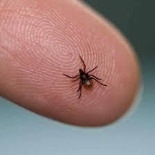 How to say tick in malay. Tick Pest Control Specialist Malaysia