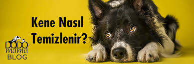 Kopek Kenesi Nasil Temizlenir