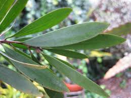 Image result for Melaleuca quinquenervia