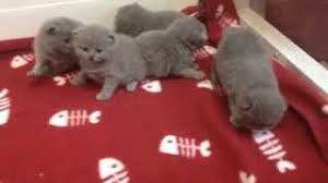 Every day we enjoy life with our cats. Litter J Blue British Shorthair And British Longhair Kittens 2 Weeks 5 Days Youtube