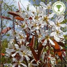Small tree ideal for small yards, entry gardens or sidewalk plantings. Pin On Msec
