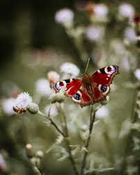 Pretty baby i'll make your legs shake. Butterfly Crazy Town Foto Bild Monatswettbewerbe Natur 2020 11 Natur Songtitel Bilder Auf Fotocommunity
