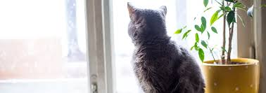 Obituary information for Scott Thomas Frost