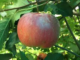 These are historically significant and unusual varieties that are known more for their taste than polished looks. Wolf River Apple On B 118 Cummins Nursery Fruit Trees Scions And Rootstocks For Apples Pears Cherries Plums Peaches And Nectarines