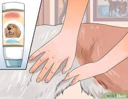 How to finger your dog with dog lube. : rdisneyvacation